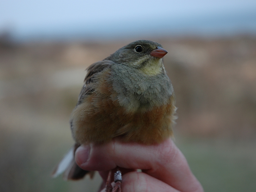 Ortolan Bunting, Sundre 20060507